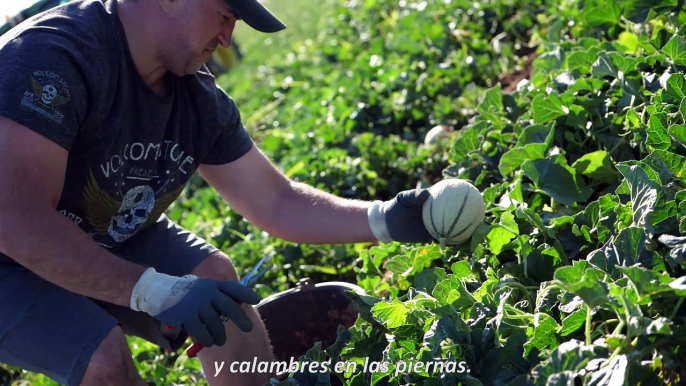 4/4 - Una temporada sin preocupaciones en la cosecha del melón / Une saison sans soucis, la cueillette de melon