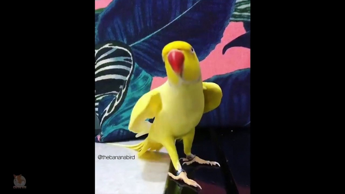 Cute Parrots Doing Funny Things -  Cutest Parrots In The World 2018