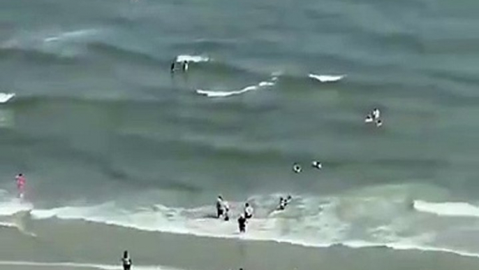 Vídeo mostra águia a sobrevoar praia com "tubarão" nas garras