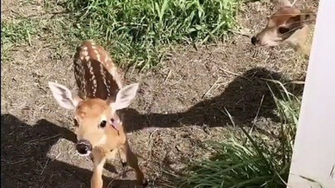 Herd of Deer Fawns at Feeding Time