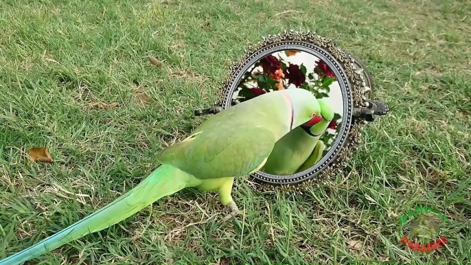 Indian Ringneck Parrot Talking to Mirror Part 2