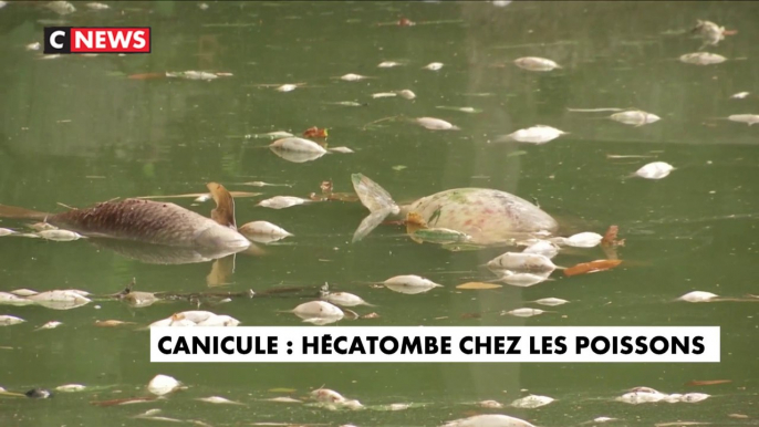 Canicule : hécatombe chez les poissons