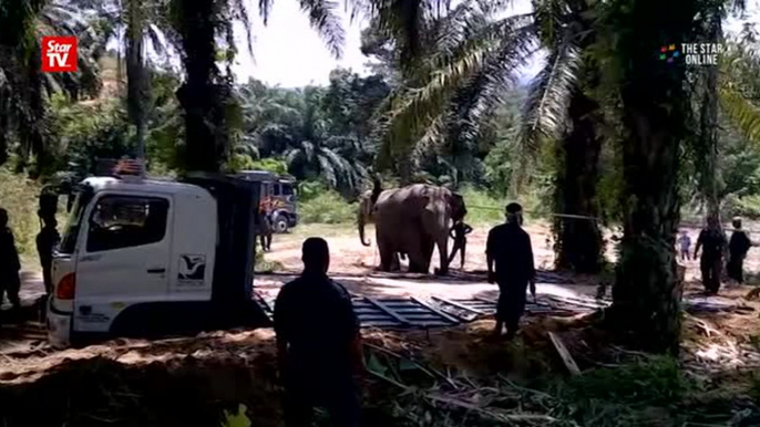 A herd of wild elephants captured and relocated