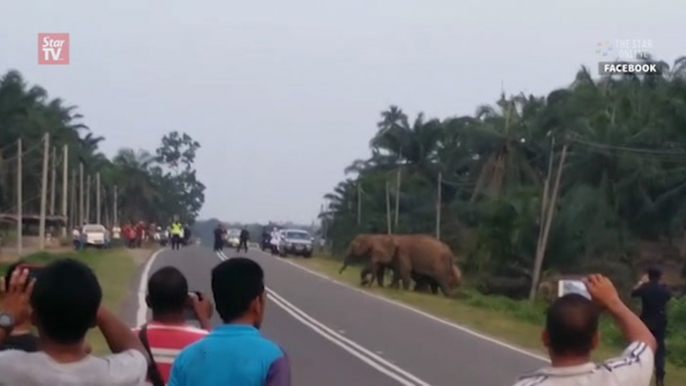 Elephant herd crossing in Sabah draw a lot of attention