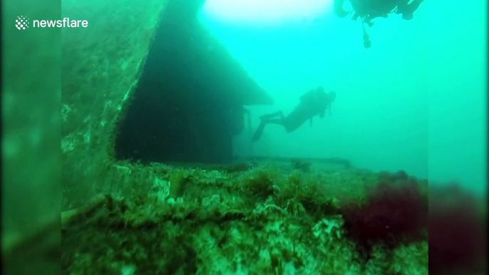 Huge whale appears out of nowhere as scuba divers explore shipwreck in Argentina