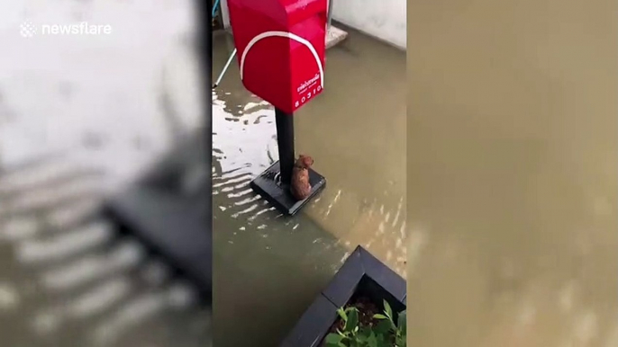 Lost puppy rescued after sheltering under post box during floods in Thailand
