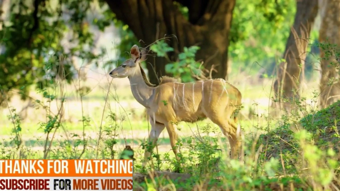 African Wildlife Documentary Film- Zimbabwe,Wildanimals top beautiful anim