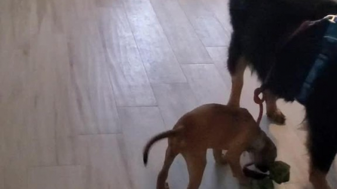 Small Dog Tries to Lead Bigger Dog for Walk by Grabbing his Leash in Mouth