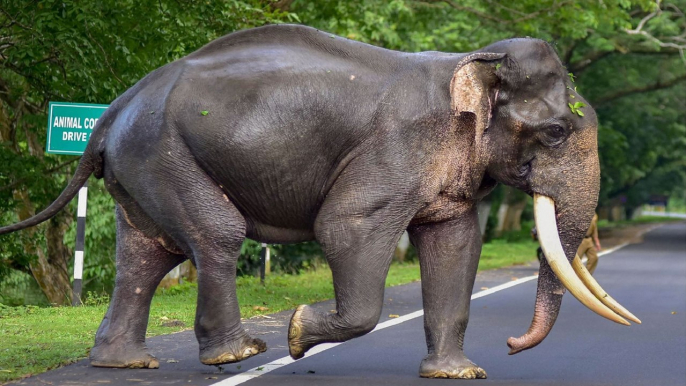 Assam Floods: Kaziranmga park submerged, animals affected!