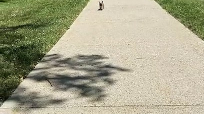 Pug Puppy Strutting His Stuff