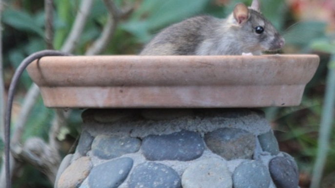 HOMEOWNERS! Things you want to know about roof rats that live in Arizona - ABC15 Digital