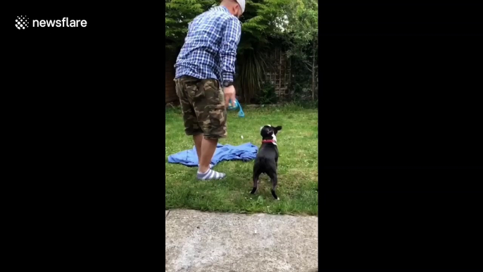 Where did the human go? Ireland man's clever trick fools dog