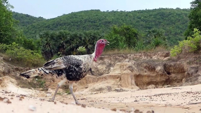 Snake Trap - Primitive Boys Save Family Turkey From Python Attack - Most Amazing Wild Animal Attacks | Animal Trap