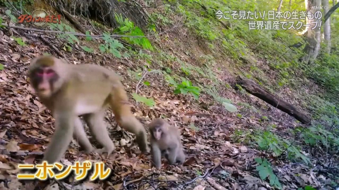 ダーウィンが来た！「今こそ見たい！日本の生きものスペシャル」_b