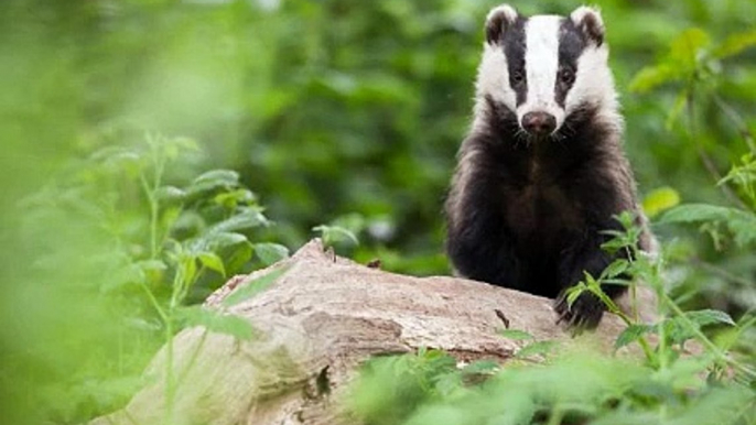 Times Radio with Carole Walker 9Sep20 - the badger cull