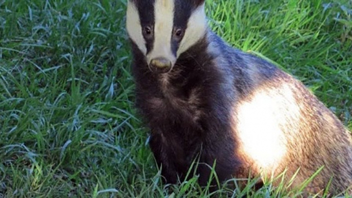 BBC Radio 4_Farming Today 12Sep20 - the badger cull