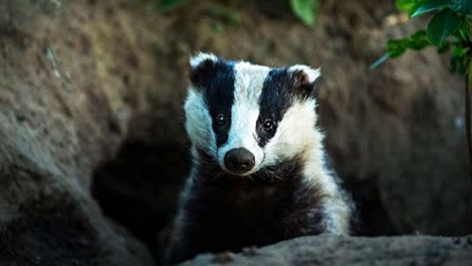 Farmers Weekly Podcast Episode 24 11Sep20 -Badger culling has got underway this week