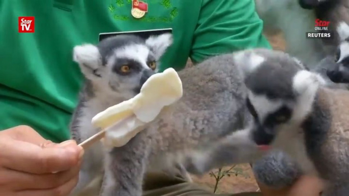 Ice lollipops for Beijing zoo animals to cool down heatwave