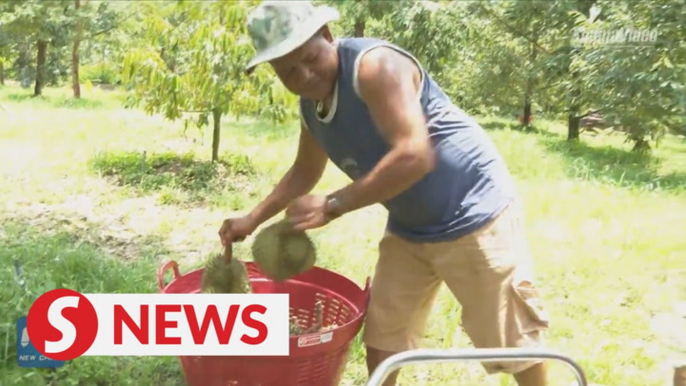 Thai durian farmers benefit from Chinese market despite COVID-19