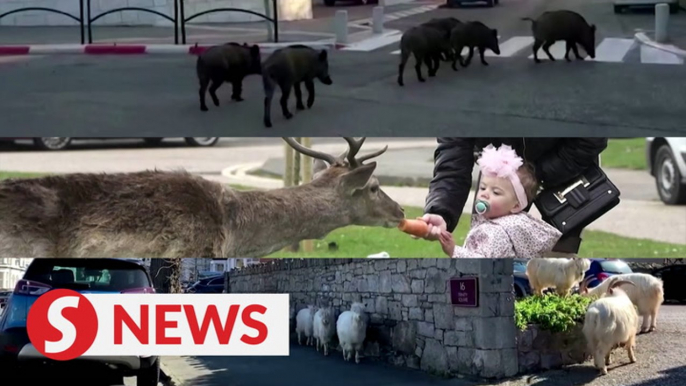 Wild animals wander abandoned streets amid lockdowns