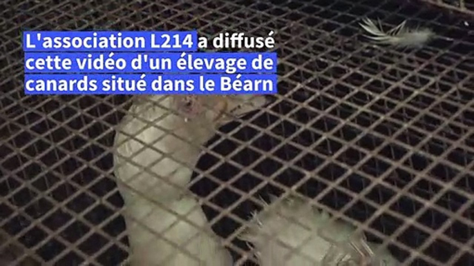 L214 cible un élevage de canards reproducteurs pour foie gras