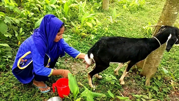 New Style Goats Milking by Hand | Village Girl milking