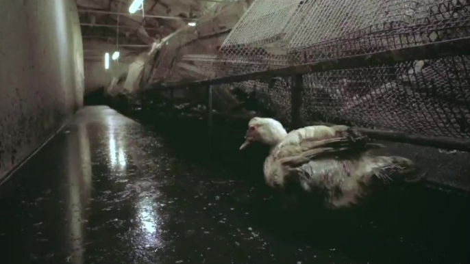 L214: shocking images from a French foie gras factory