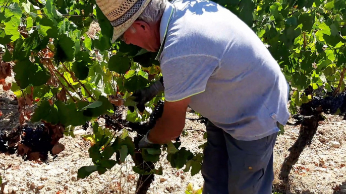 Effeuillage des ceps de vigne avant les vendanges, au Château la Colombière dans le frontonnais