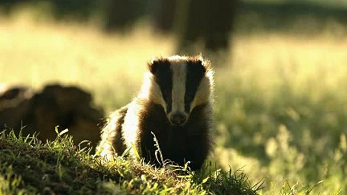 BBC Radio 4_Farming Today 26Aug20 - the badger cull