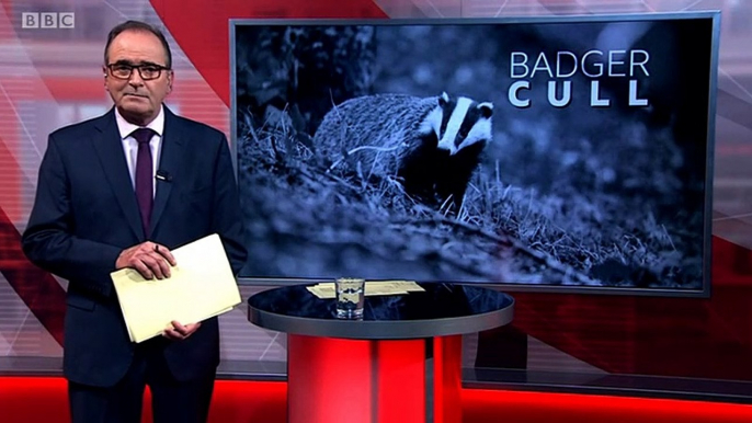 BBC East Midlands Today  1Sep20 - the badger cull