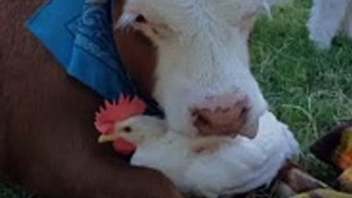 Unlikely Friends Embrace at Animal Sanctuary