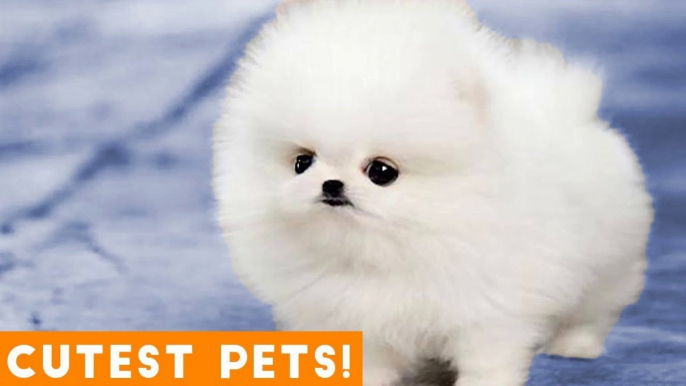 The Cutest Pets of All Time Comp #1 March 2018 _ Funny Pet Videos Monthly Montage ft. Dogs & Cats