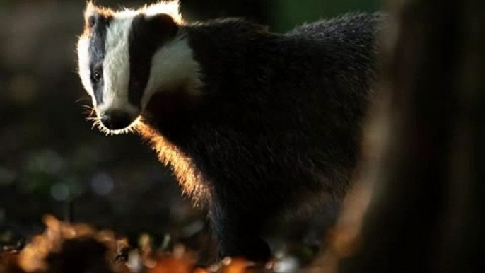 BBC Radio 4_Farming Today 8Sep20 - the badger cull