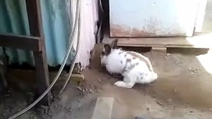 Un lapin vient libérer son ami le chaton coincé