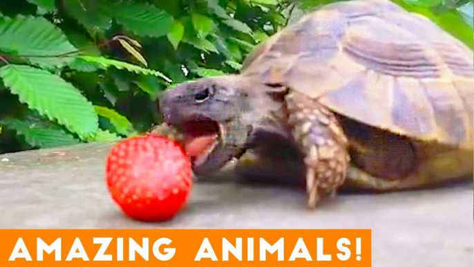 The Most Amazing Animals on Earth Compilation 2018