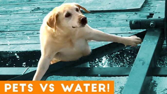 Funniest Pets Playing with Water Compilation of 2018 _ Funny Pet Videos