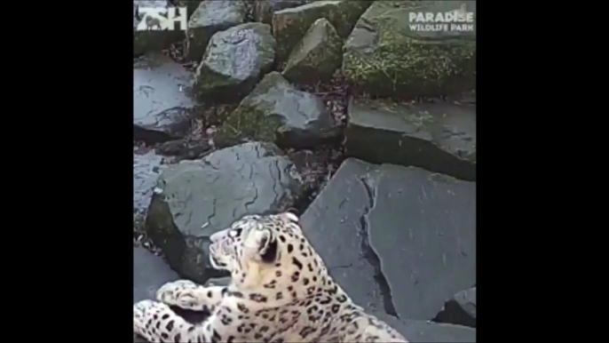 Cette panthère des neiges se prend pour un chaton et c'est adorable