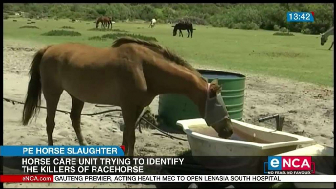 Horse Care Unit trying to identify killers of racehorse