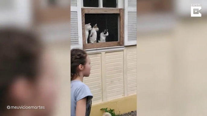 Ces chats ne lachent pas la balle des yeux et c'est tellement drôle... En Mode Roland Garros