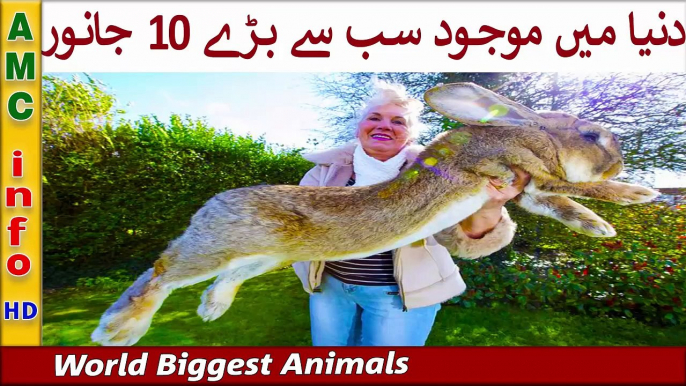 19 Top 10 Biggest and Largest Animals In The World