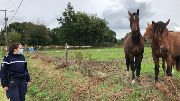 Ille-et-Vilaine. Gendarmes et éleveurs mobilisés pour protéger les chevaux