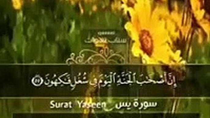 حالات واتس اب قران كريم--❣القارئ يوسف ابكر--حالات واتس اب دينية❣تلاوة مؤثرة(360P)_1