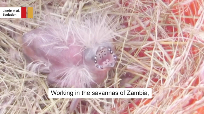 Baby birds turn to mimicry after parents lay eggs in other birds' nest