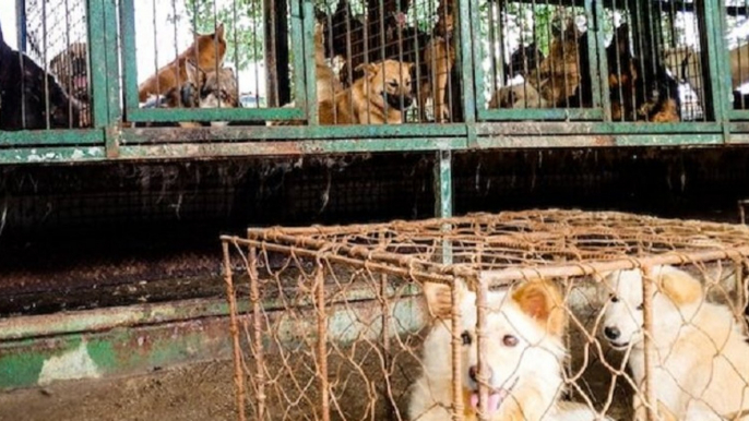 200 chiens d'une ferme aux enchères retrouvés dans des conditions insalubres et destinés à être mangés