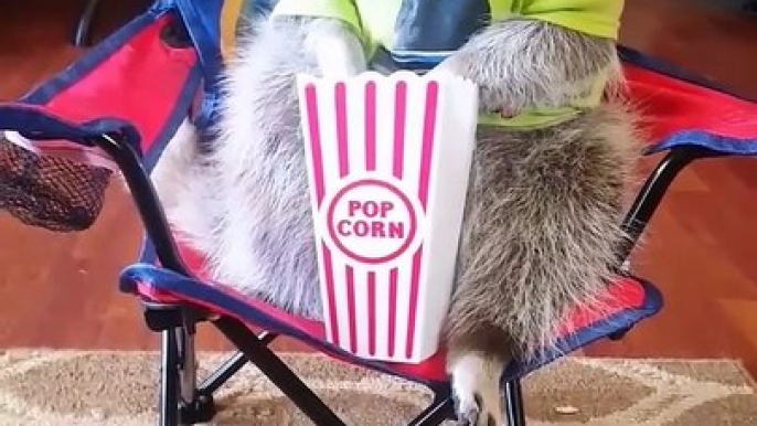 Orphaned Raccoon Enjoys Snacks in Cute Outfits