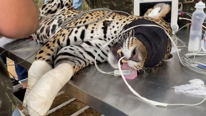 Wildfires have killed an estimated 600 jaguars in Brazil's Pantanal wetlands. Vets are using stem cells to treat injured cats.