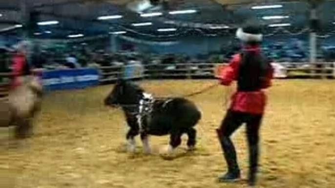 PONEYS AUX LONGUES RENES AU CABARET EQUESTRE