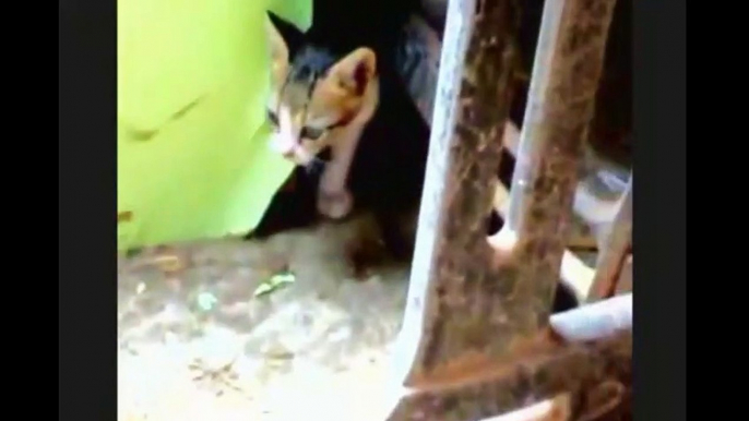 Funny Cats ✪ Mother cats protecting their cute kittens