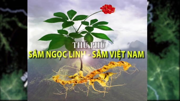 Tìm hiểu Sâm Ngọc Linh - Giống sâm việt nam quý hiếm - Nam Trà My