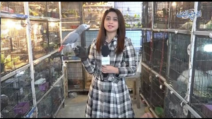 Famous Tollinton Market Lahore - Pets and Birds Market
